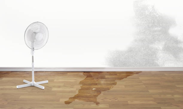 Best Commercial water damage restoration  in Harrisonville, MO