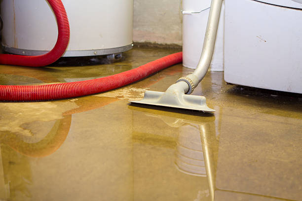 Best Mold removal after water damage  in Harrisonville, MO